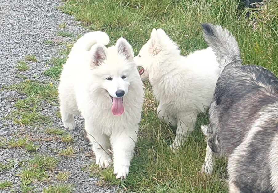 Majestic white sale shepherds