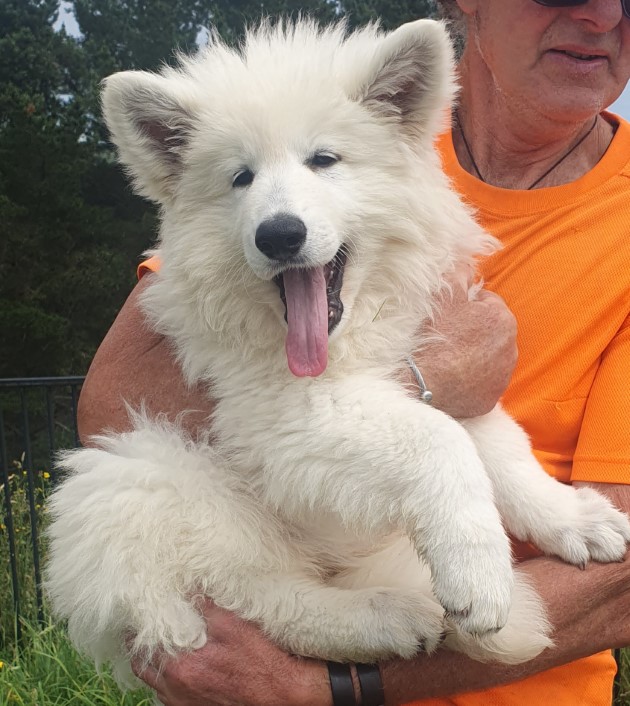 Majestic store white shepherds