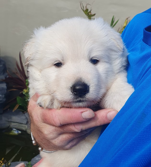 Majestic White Shepherds - Puppies